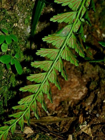 Asplenium yoshinagae, photographed by Jacy Chen
