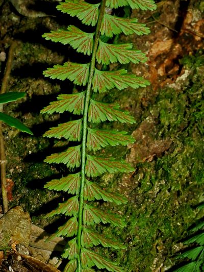 Asplenium yoshinagae, photographed by Jacy Chen
