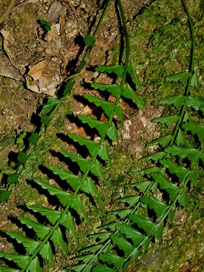 Asplenium yoshinagae, photographed by Jacy Chen