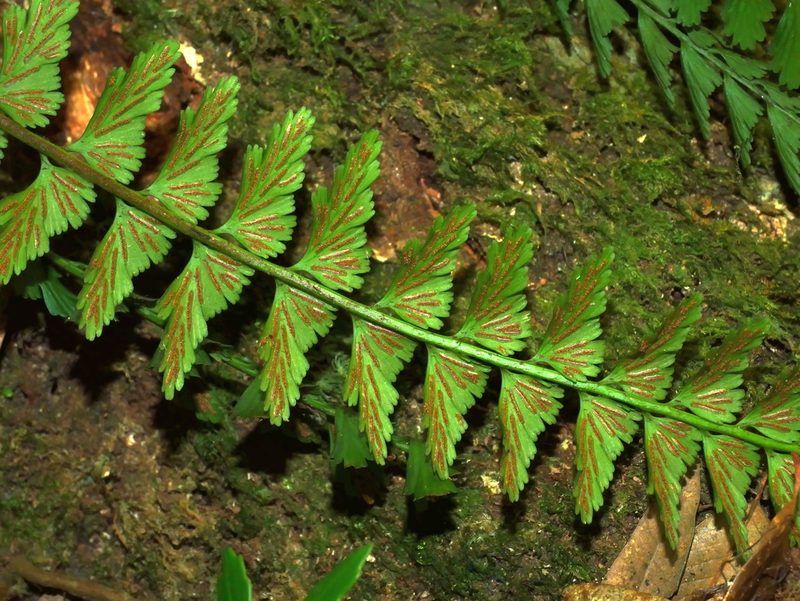 Asplenium yoshinagae, photographed by Jacy Chen
