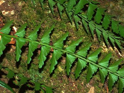 Asplenium yoshinagae, photographed by Jacy Chen