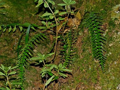 Asplenium yoshinagae, photographed by Jacy Chen