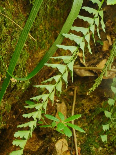 Asplenium yoshinagae, photographed by Jacy Chen