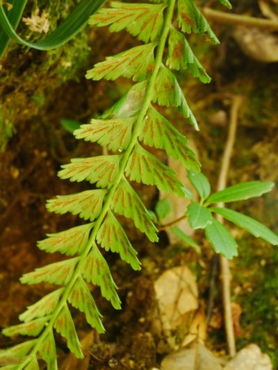 Asplenium yoshinagae, photographed by Jacy Chen
