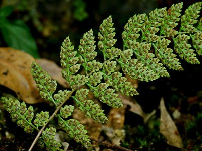 Athyrium anisopterum, photographed by Jacy Chen