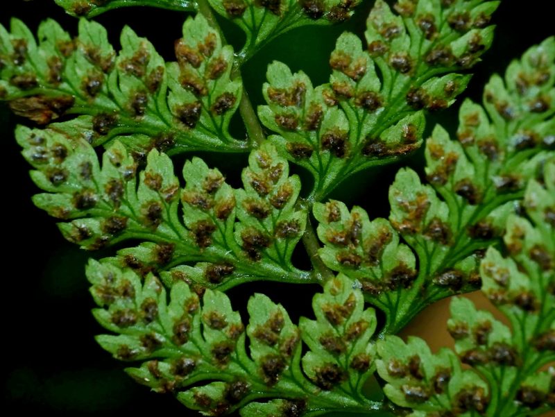 Athyrium anisopterum, photographed by Jacy Chen