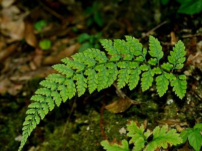 Athyrium anisopterum, photographed by Jacy Chen