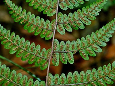 Athyrium leiopodum, photographed by Jacy Chen