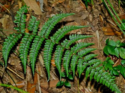 Athyrium leiopodum, photographed by Jacy Chen