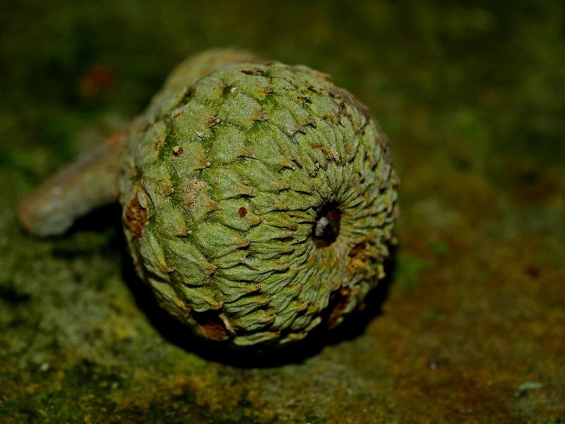Lithocarpus amygdalifolius, photographed by Jacy Chen