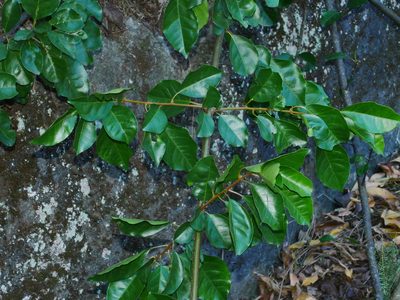 Pisonia aculeata, photographed by Jacy Chen
