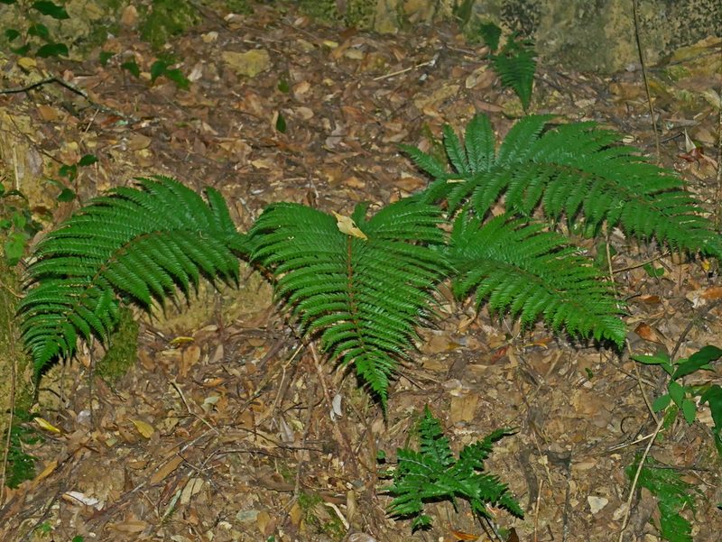 Polystichum parvipinnulum, photographed by Jacy Chen