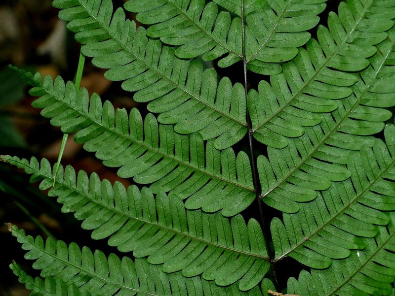 Pteris setulosocostulata, photographed by Jacy Chen