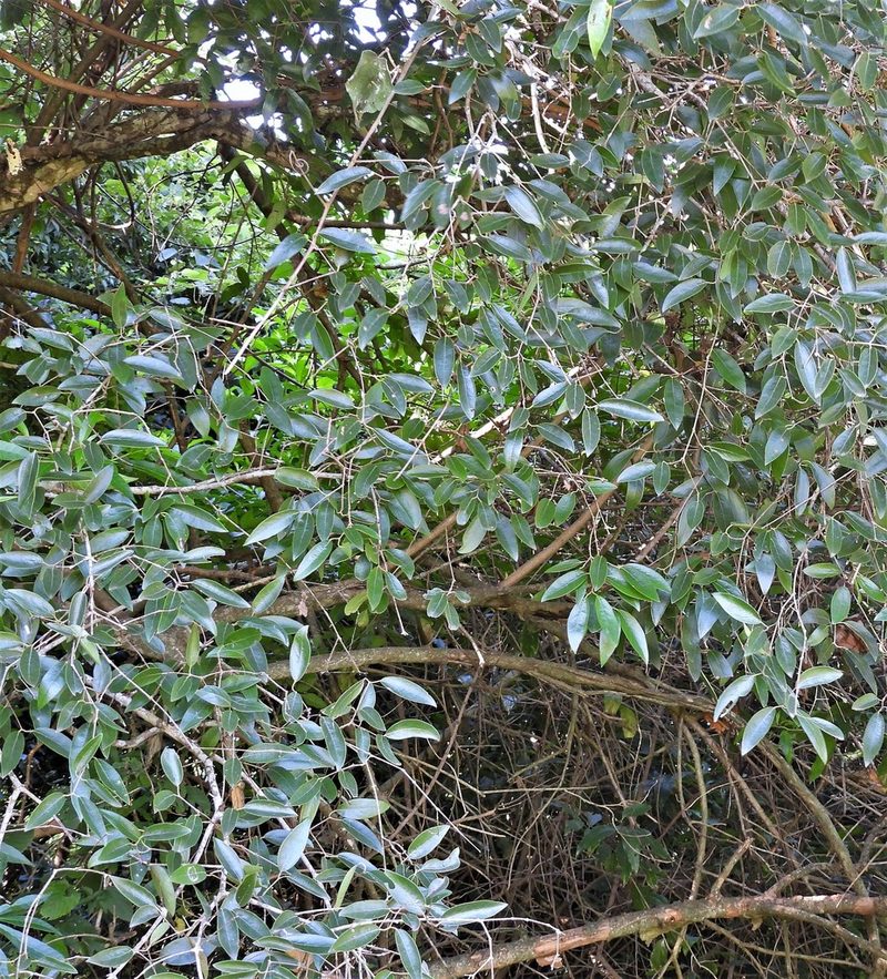 Eugenia pyriformis, photographed by Hugo Hulsberg