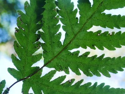 Tectaria membranacea, photographed by Jacy Chen
