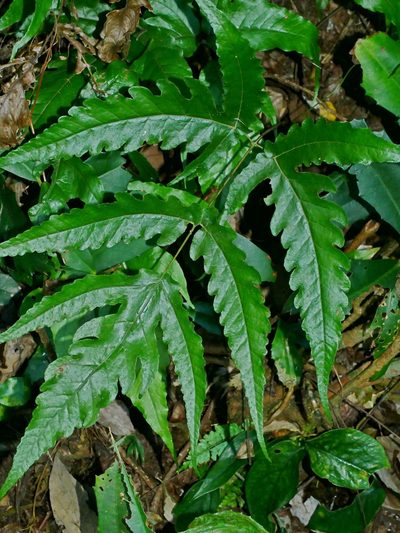 Tectaria subtriphylla, photographed by Jacy Chen