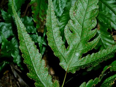 Tectaria subtriphylla, photographed by Jacy Chen