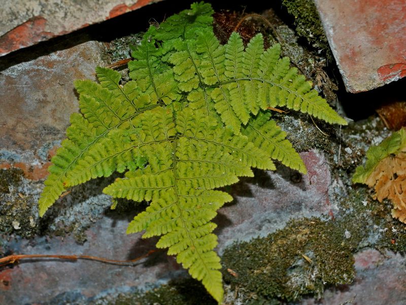 Hypodematium shingii, photographed by Jacy Chen