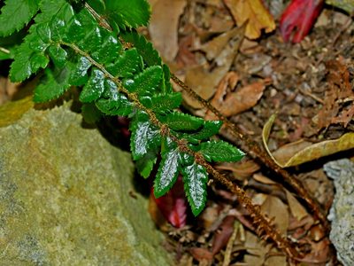 Polystichum prionolepis, photographed by Jacy Chen
