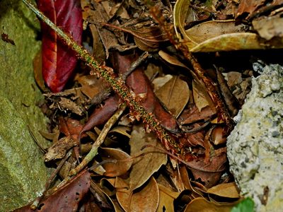 Polystichum prionolepis, photographed by Jacy Chen