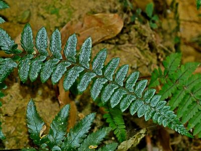 Polystichum prionolepis, photographed by Jacy Chen