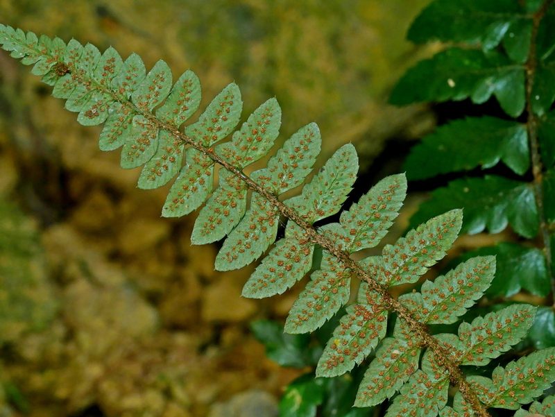 Polystichum prionolepis, photographed by Jacy Chen