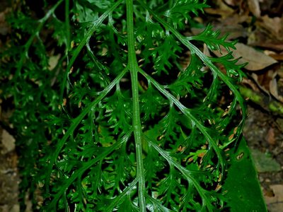 Asplenium ritoense, photographed by Jacy Chen