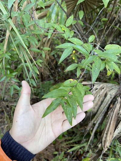 Agarista populifolia, photographed by Brandon Corder