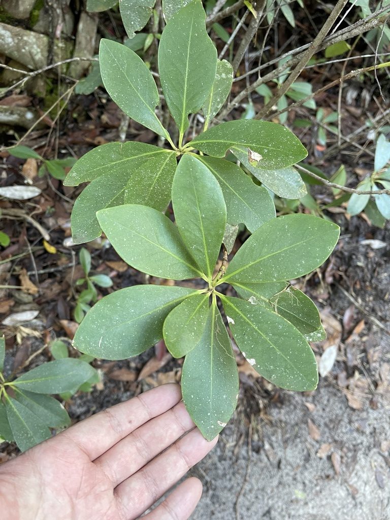 Illicium parviflorum, photographed by Brandon Corder