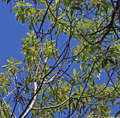 Ocotea acutifolia, photographed by Hugo Hulsberg