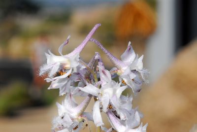 Delphinium wootonii, photographed by Tom Kennedy