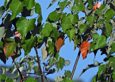 Croton urucurana, photographed by Hugo Hulsberg