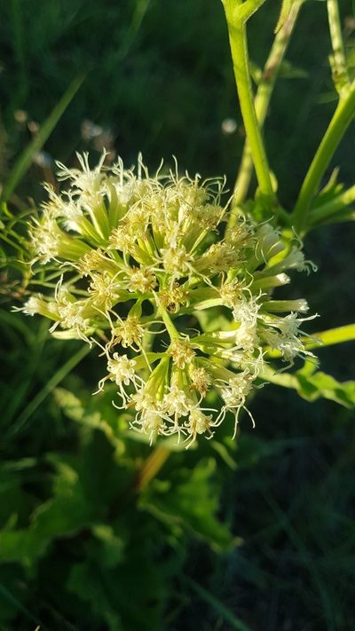 Mikania thapsoides, photographed by ANDRÉS GONZÁLEZ