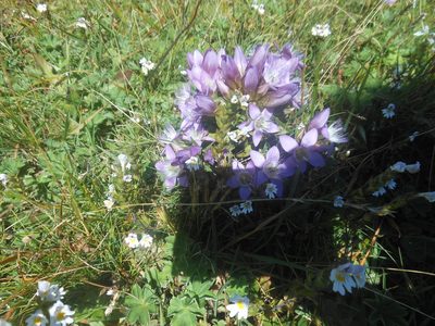 Gentianella austriaca, photographed by Michael Andresek