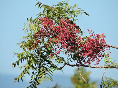 Pistacia chinensis, photographed by Jacy Chen