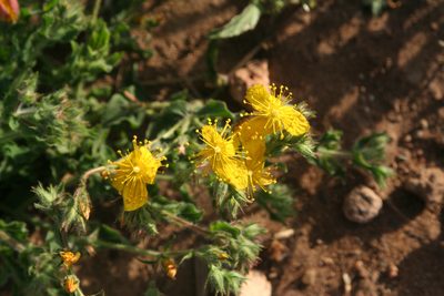 Hypericum pubescens, photographed by Oleg Kosterin