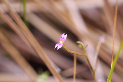 Stylidium fluminense, photographed by Hugo Innes