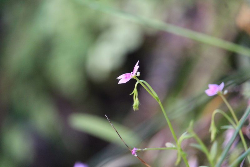Stylidium fluminense, photographed by Hugo Innes