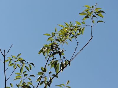Fraxinus insularis, photographed by Jacy Chen