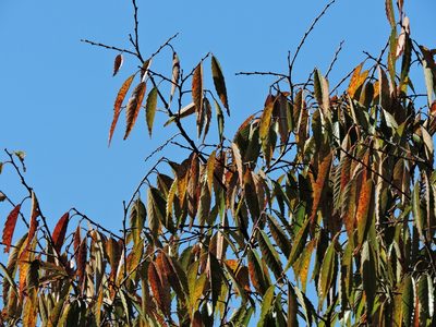 Zelkova serrata, photographed by Jacy Chen