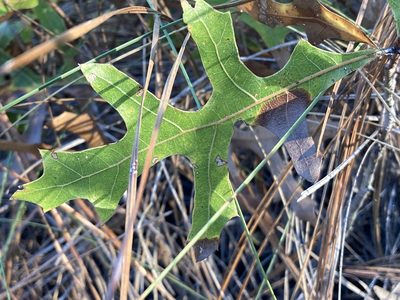 Quercus laevis, photographed by er-birds