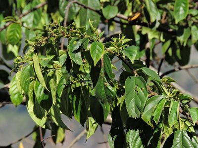 Rhamnus formosana, photographed by Jacy Chen
