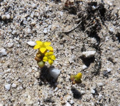 Crassula sebaeoides, photographed by linkie