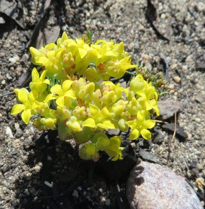 Crassula sebaeoides, photographed by linkie