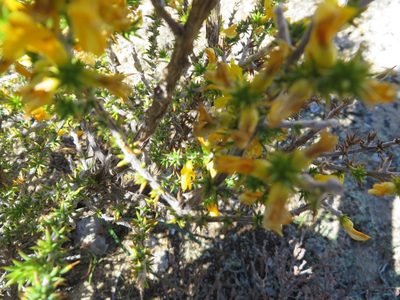 Aspalathus spiculata, photographed by linkie