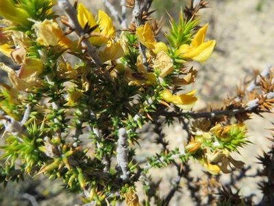 Aspalathus spiculata, photographed by linkie