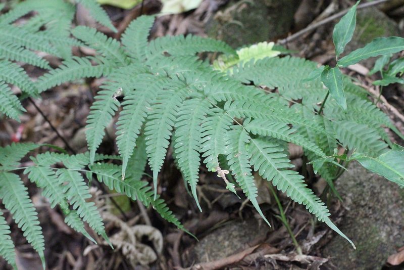 Pteris linearis, photographed by Agnes Trekker