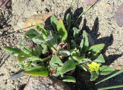 Cleretum papulosum, photographed by linkie