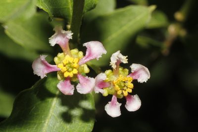 Mascagnia lilacina, photographed by Juan Cruzado Cortés