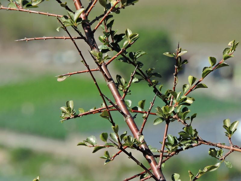 Rhamnus parvifolia, photographed by Jacy Chen